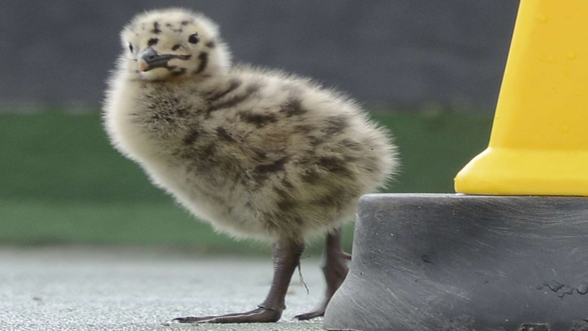 The gull chick pictured soon after hatching from the nest back in June