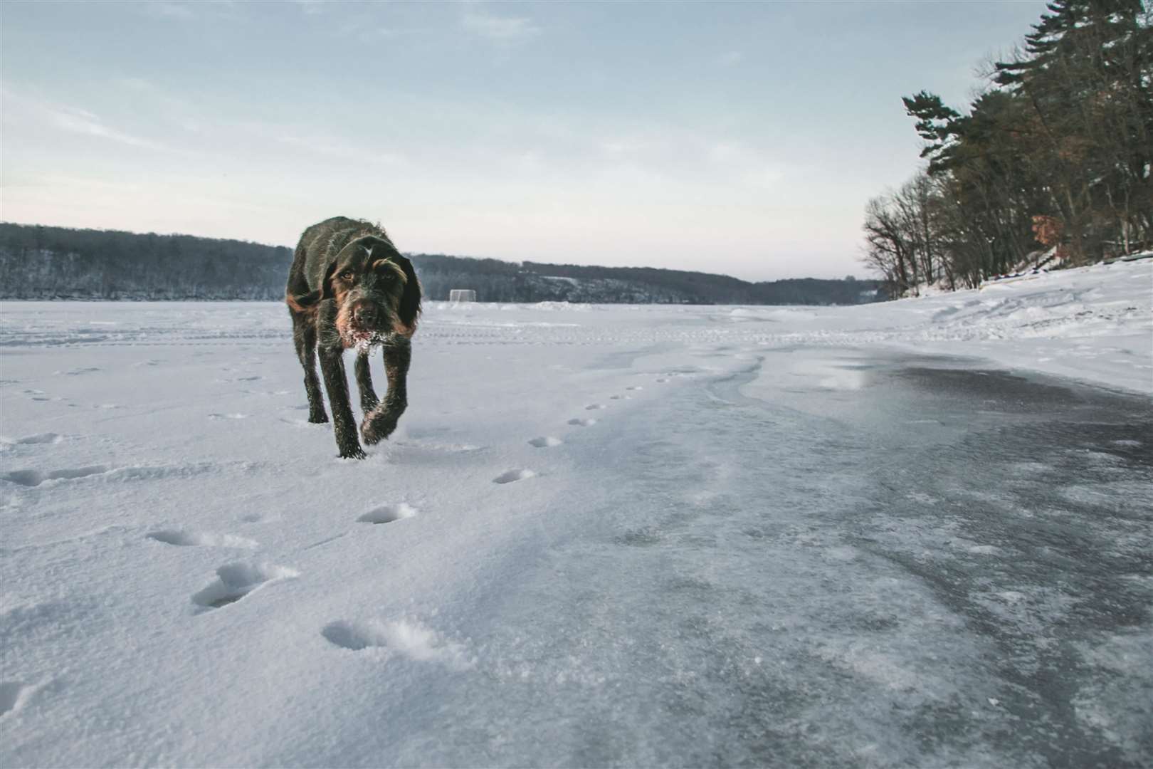 Dogs can suffer from hypothermia. Picture: Mike Cox, Unsplash