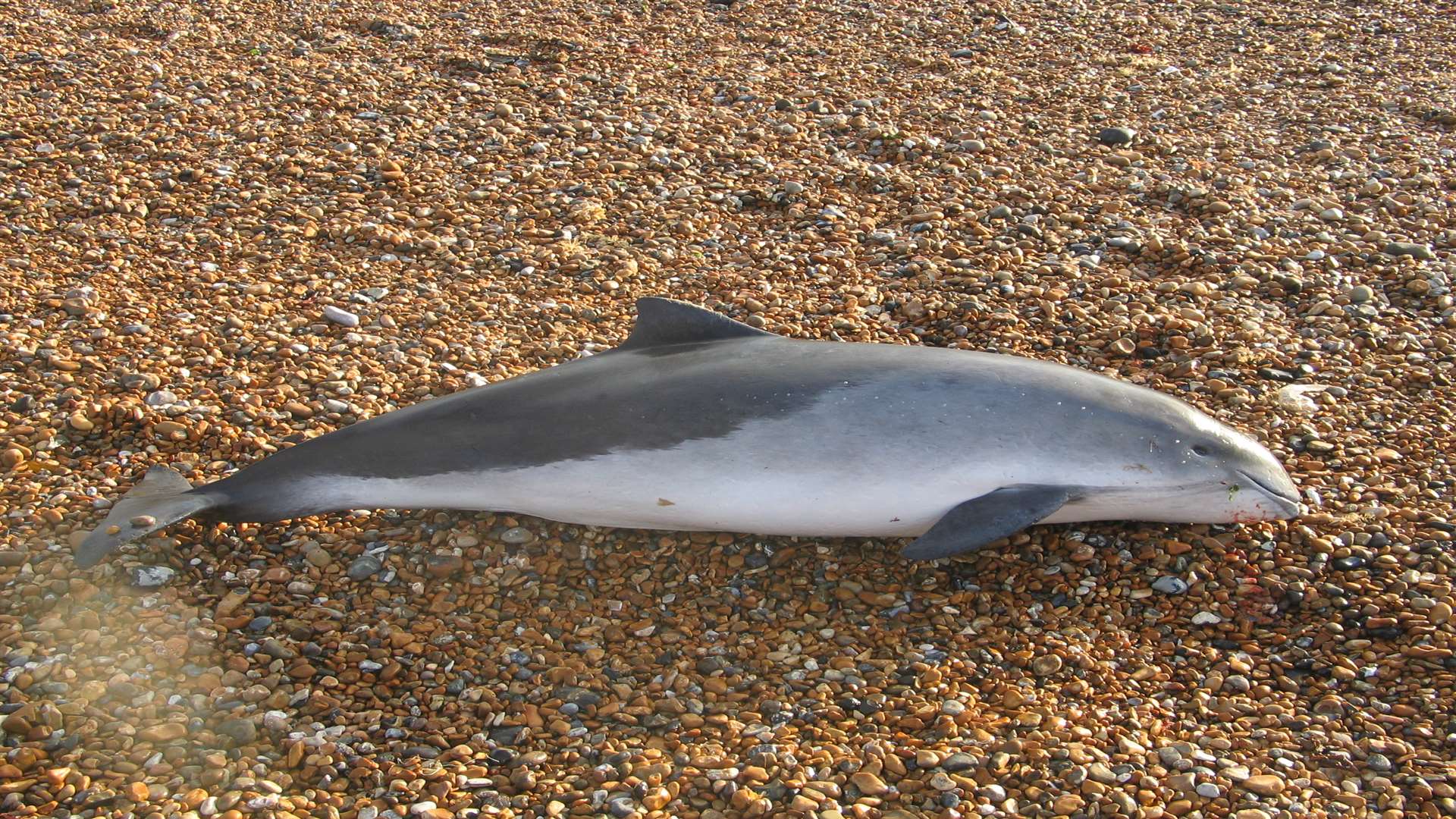 This harbour porpoise - not to be confused with a dolphin - was found on Deal beach and was kept in Hythe before the post mortem