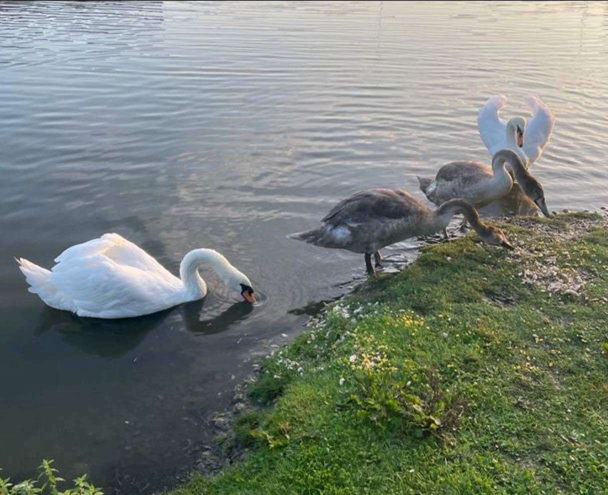 'Sidney' was reunited with his pen and cygnets in Greenhithe