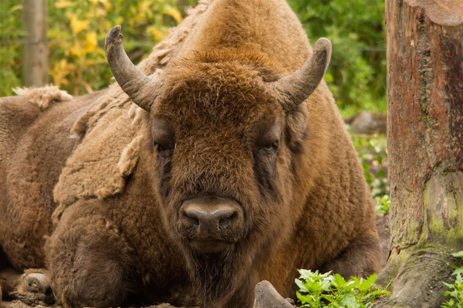 Bison will soon roam around the woodland near Canterbury. Picture: Tom Cawdron