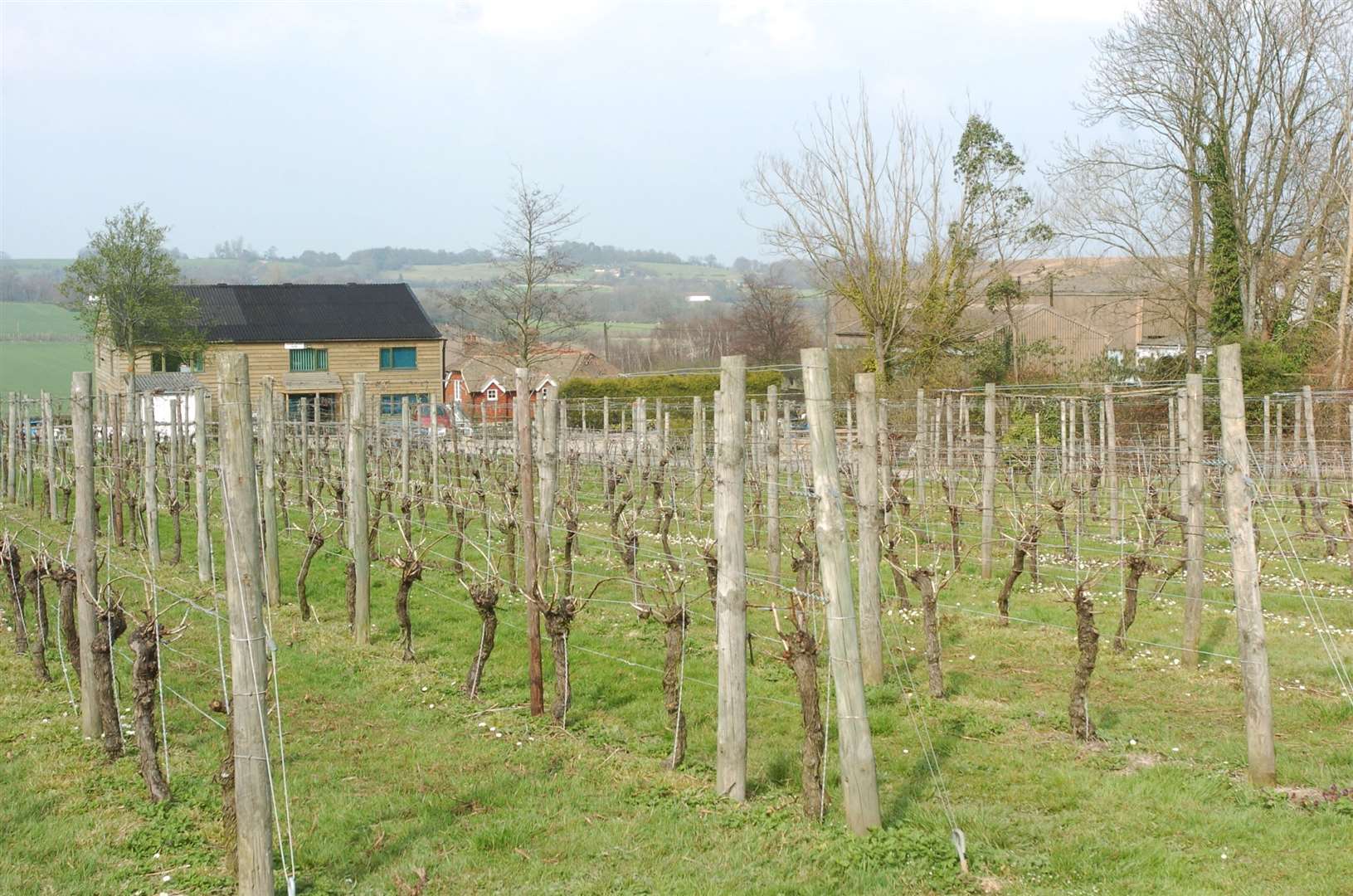 A scene at Lamberhurst Vineyard