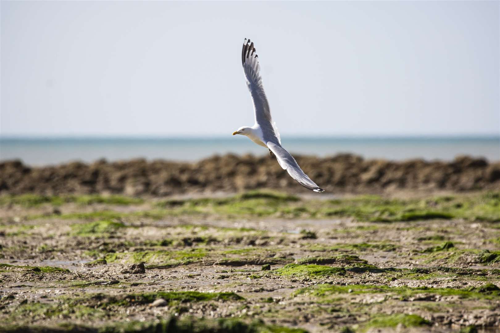 The gull was released at Pett Level beach after being given a clean bill of health (RSPCA/PA)