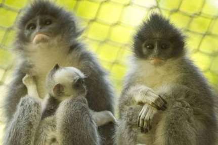 Rare Java leaf monkey at Howletts wild animal park