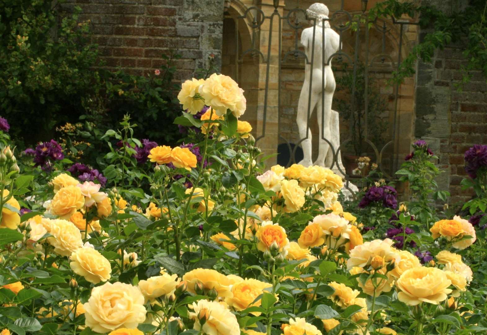 Growing roses - expert tips from Hever Castle rose garden - The