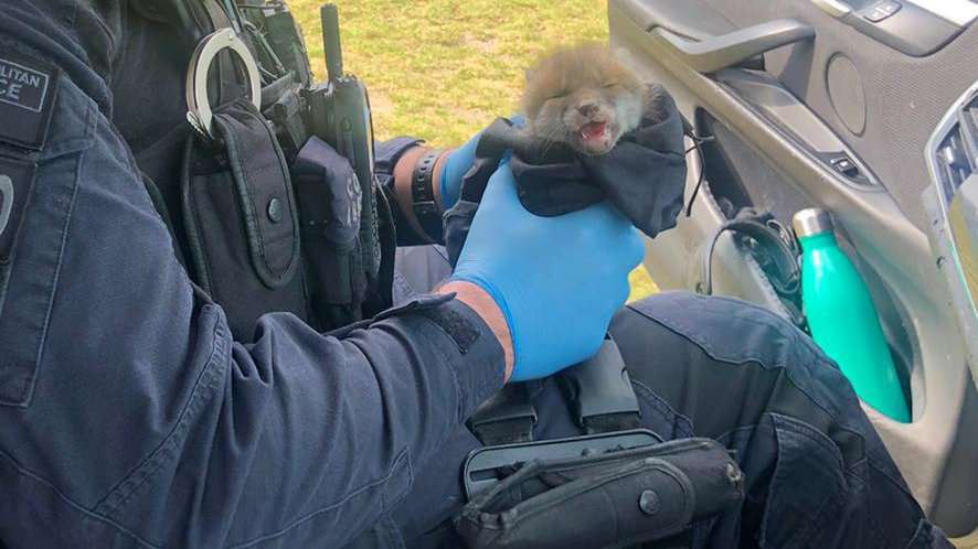 Fox cub Bobby was rescued and cared for by police (Southwark Police/PA)
