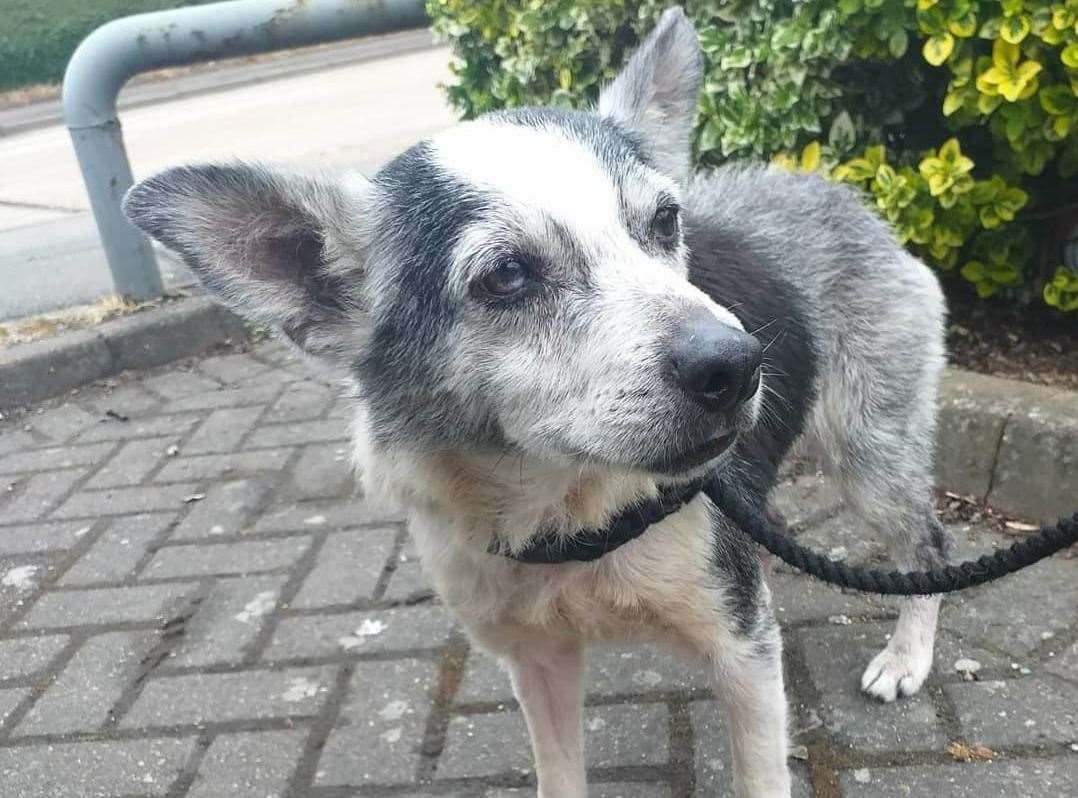 Willow has now received medical care at Borden Lane Vets. Picture: Swale council