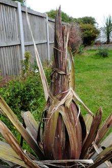 Second mystery nest to appear in Thanet following the first in Birchington.