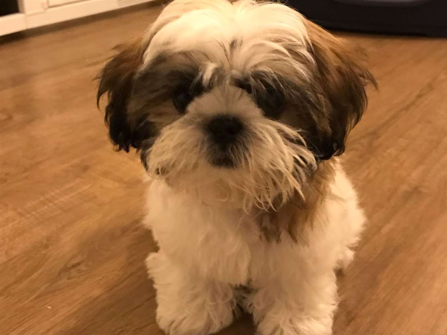 Boo Bear is just three years old. Picture: Alison Haywood