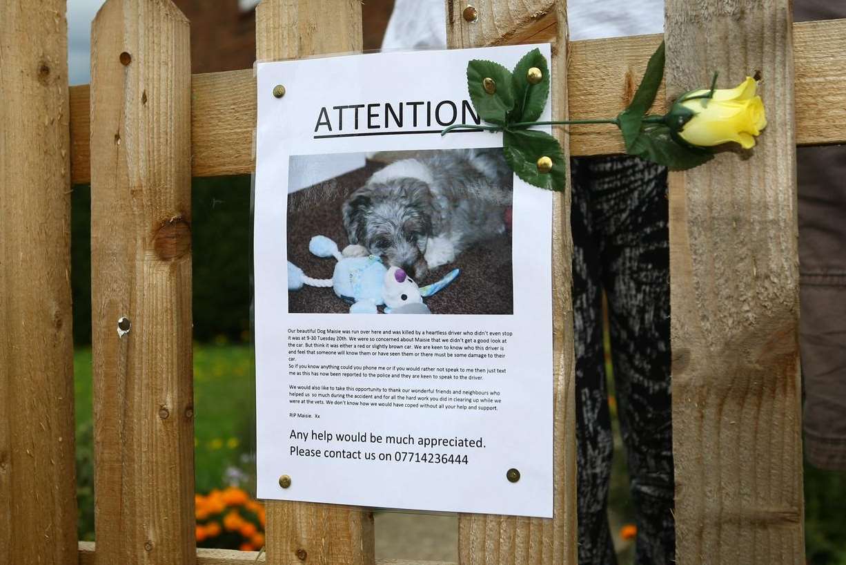 An appeal for information has been launched to catch the driver who killed Maisie the dog
