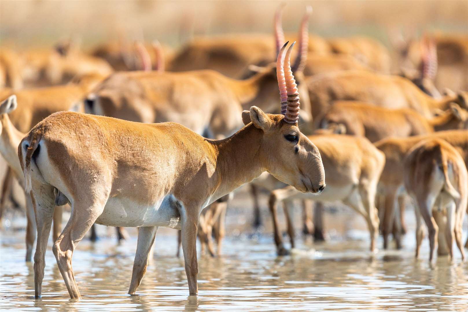 International conservation efforts have helped the saiga antelope stage a comeback in Kazakhstan (Alamy/PA)