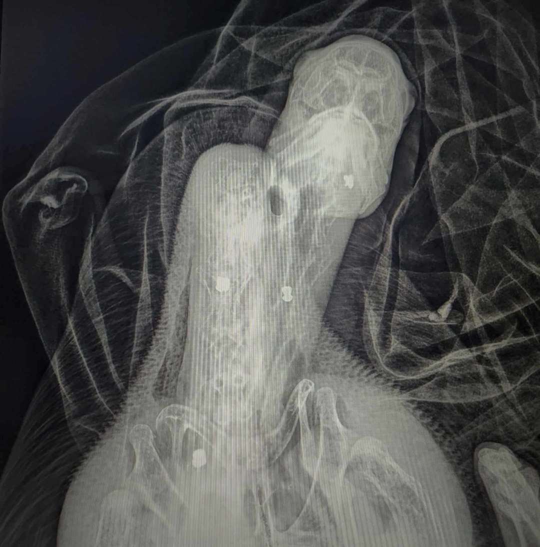 Eight pellets were seen in the swan following an x-ray. Picture: RSPCA