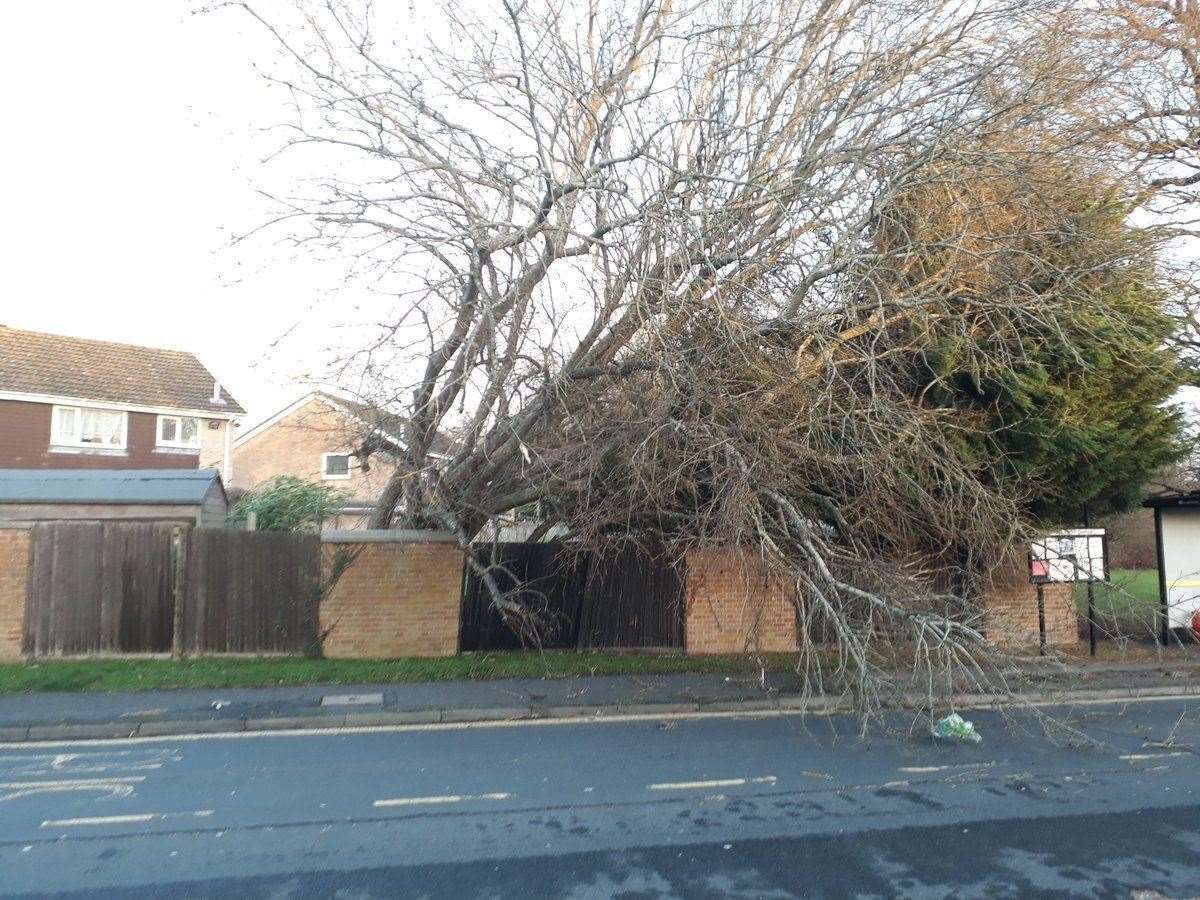 A tree fallen on A20 in Offham during Storm Eleanor, Tunbridge Wells