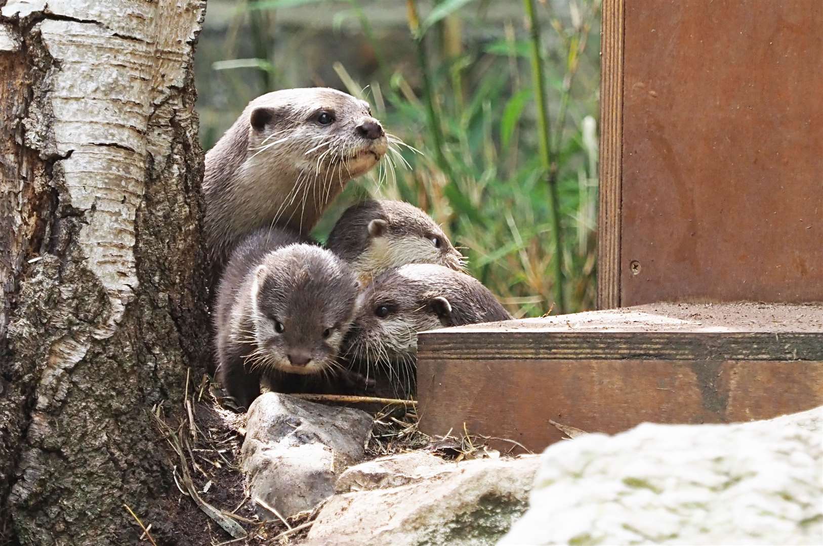 Bubble and Squeak were the first animals born at London Zoo during lockdown (ZSL London Zoo)