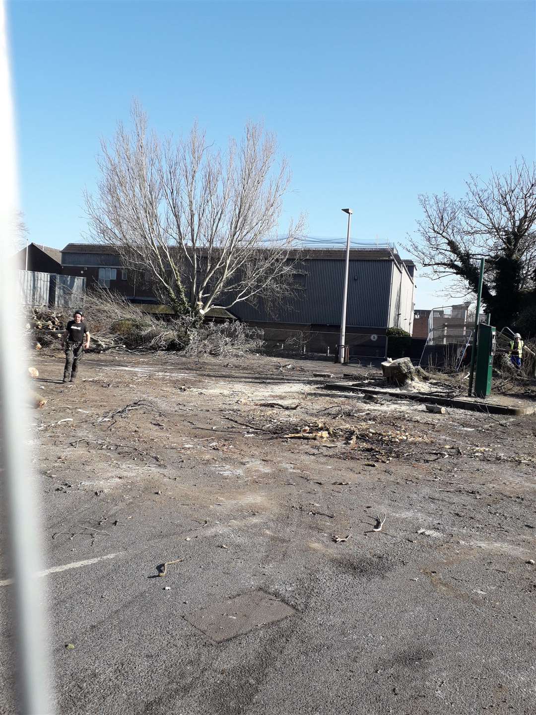 The mature trees were chopped down on Saturday Picture: Nigel Lewis