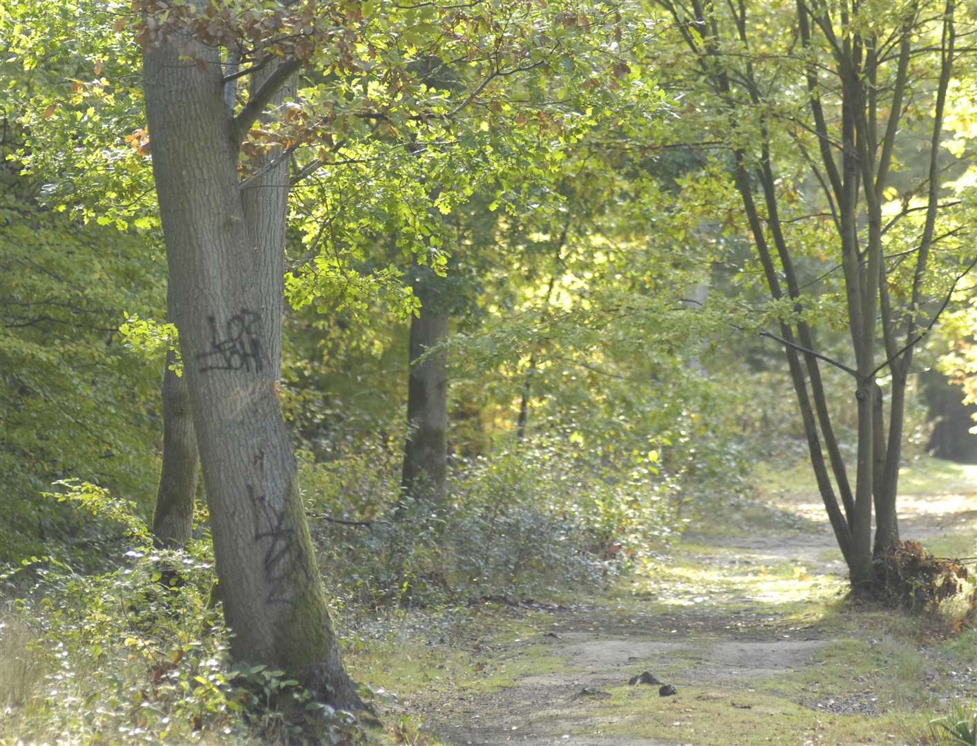 Dering Wood, Pluckley