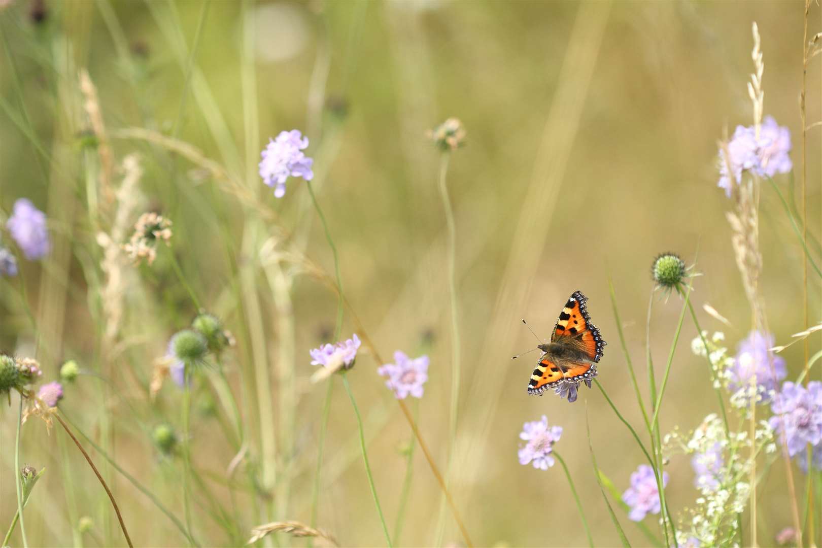 Small Tortoiseshell butterflies are among those seeing their worst year this year (Will Langdon, Butterfly Conservation/PA)