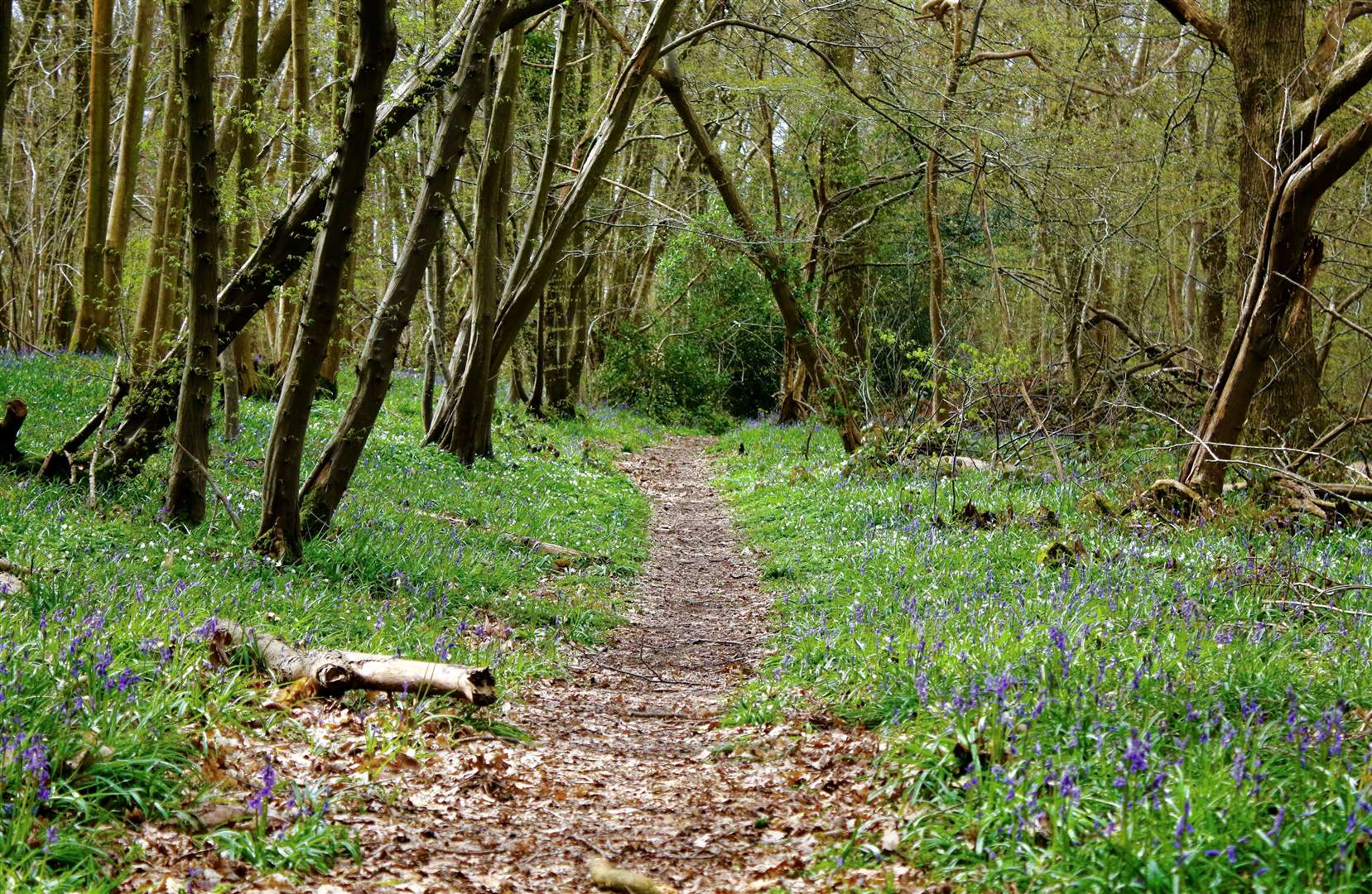 Covert Wood is being bought by Kent Wildlife Trust