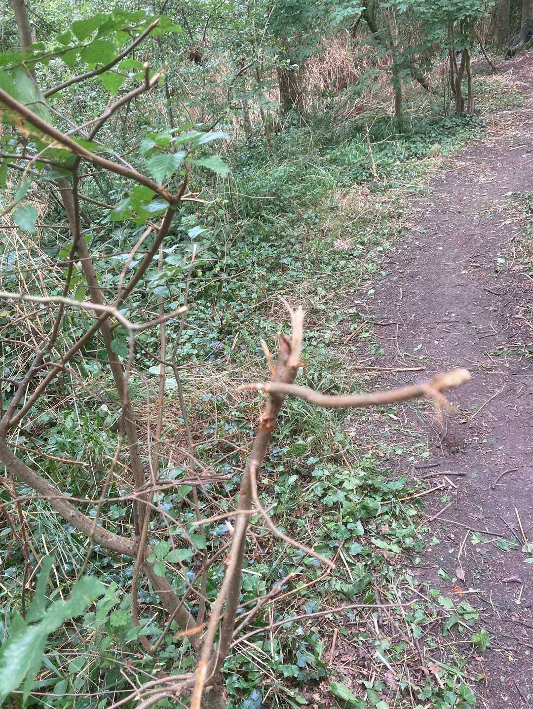 Young elm trees have been broken and killed. Picture: Ashley Clark