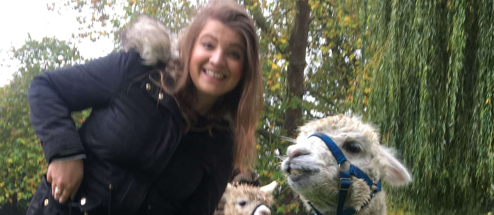 Pepe the alpaca makes a friend at the Kenward Trust in Yalding