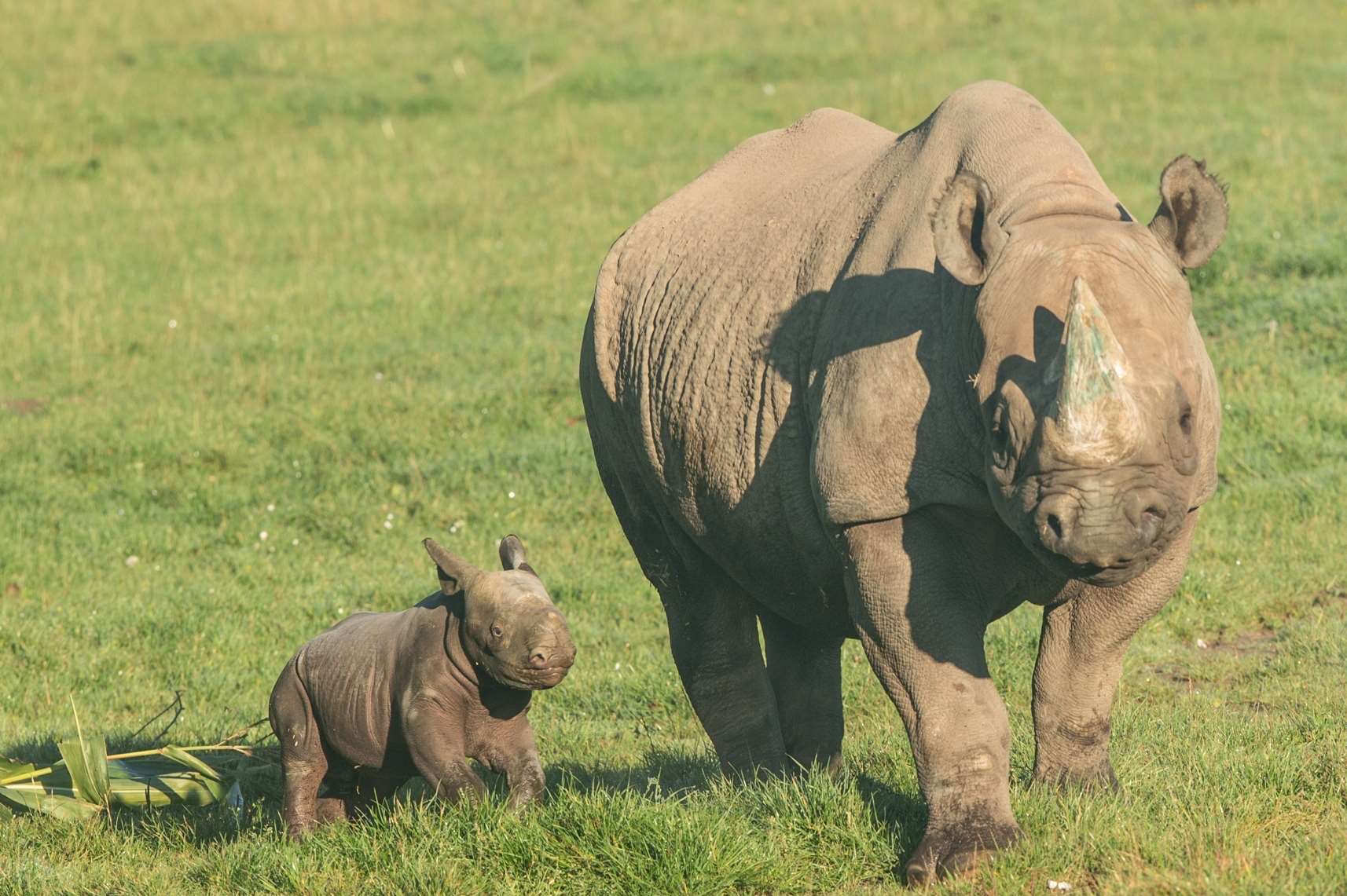 Howletts is part of the Kent Big Weekend ballot