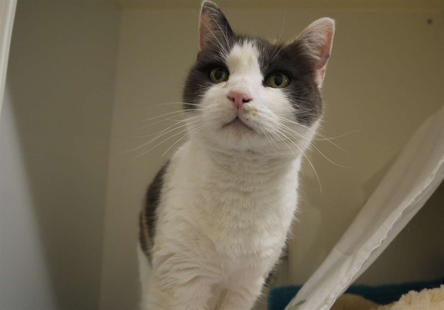 Rescued Tammy is the oldest cat in the RSPCA centre