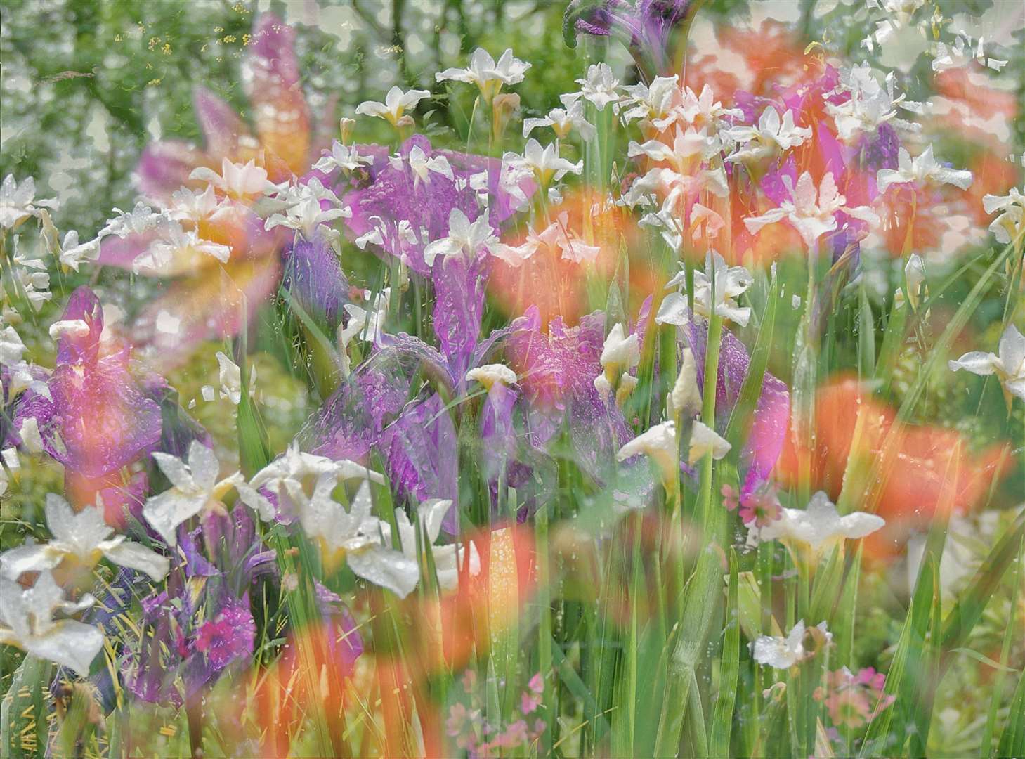 The overall young winner shot ‘Fantasy flowers’ ( Jack Sedgwick/RHS/PA)