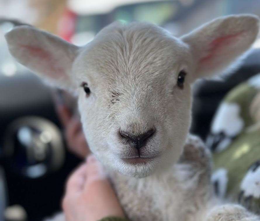 Beryl, one of the lambs who visited the home in Whitstable