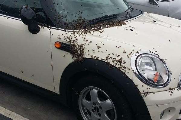 Bees swarmed the car, which was parked in The Mall Chequers. Picture: Spotted in Maidstone