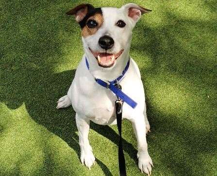 Jack has been at Battersea's Brands Hatch shelter five times longer than the average dog. Picture: Battersea