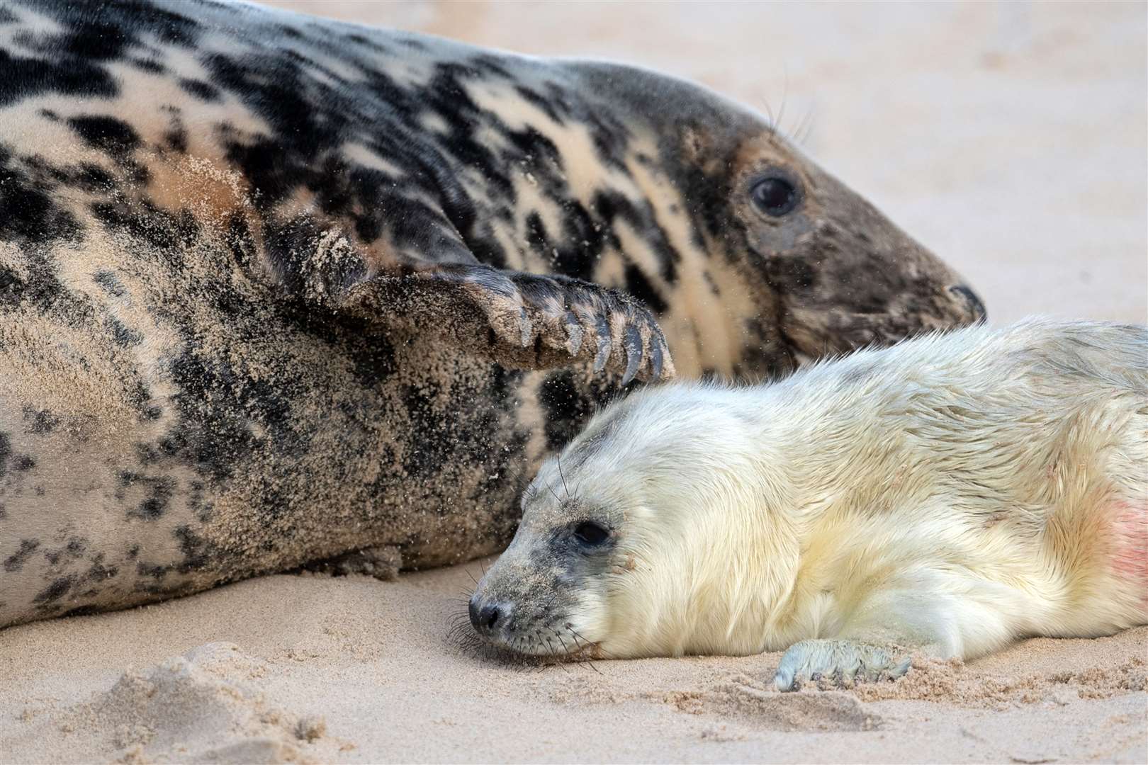 It is feared members of the public will get too close to the pups, putting them at risk (Joe Giddens/PA)