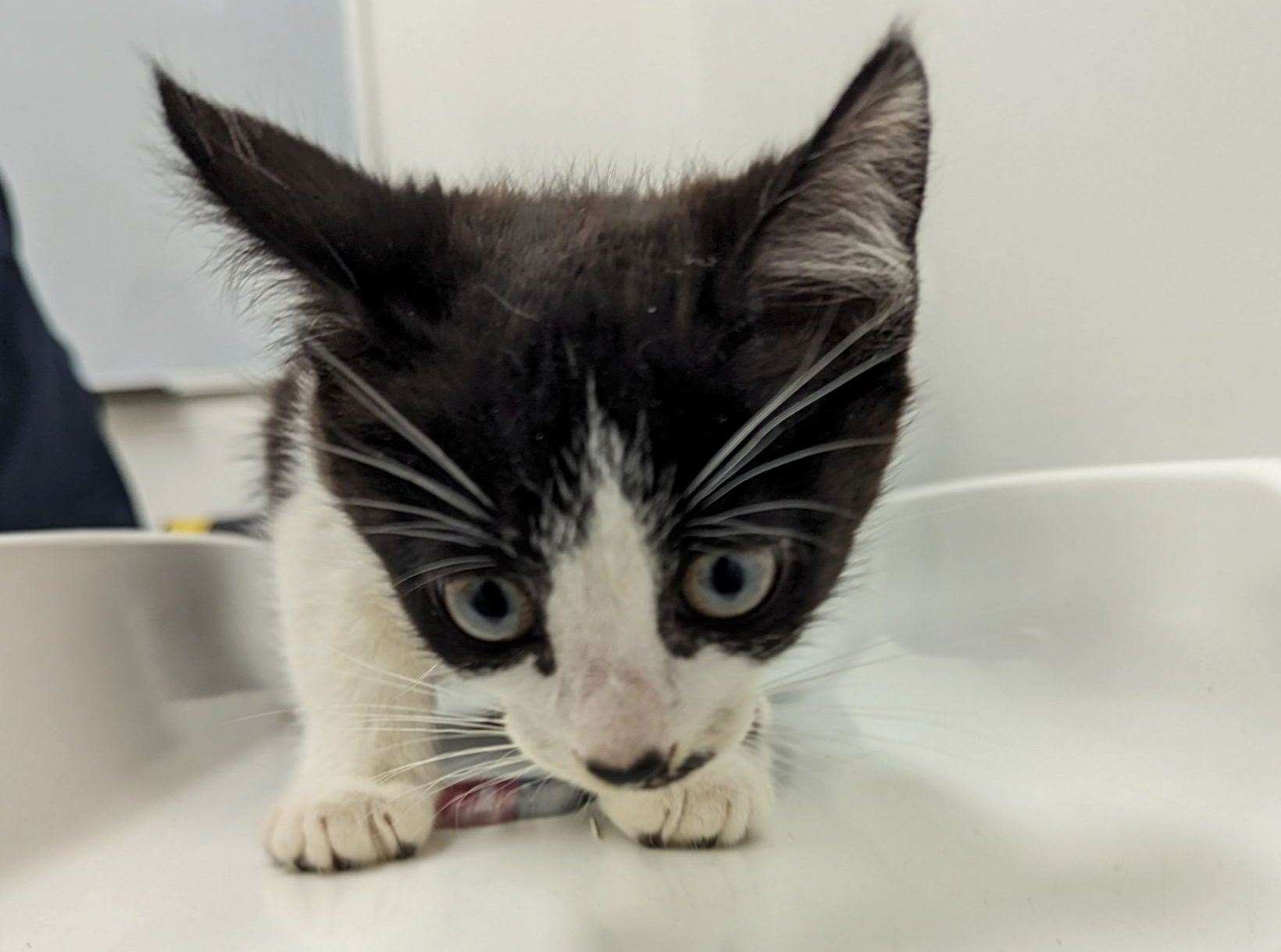 All three kittens have been checked over by a vet. Picture: RSPCA