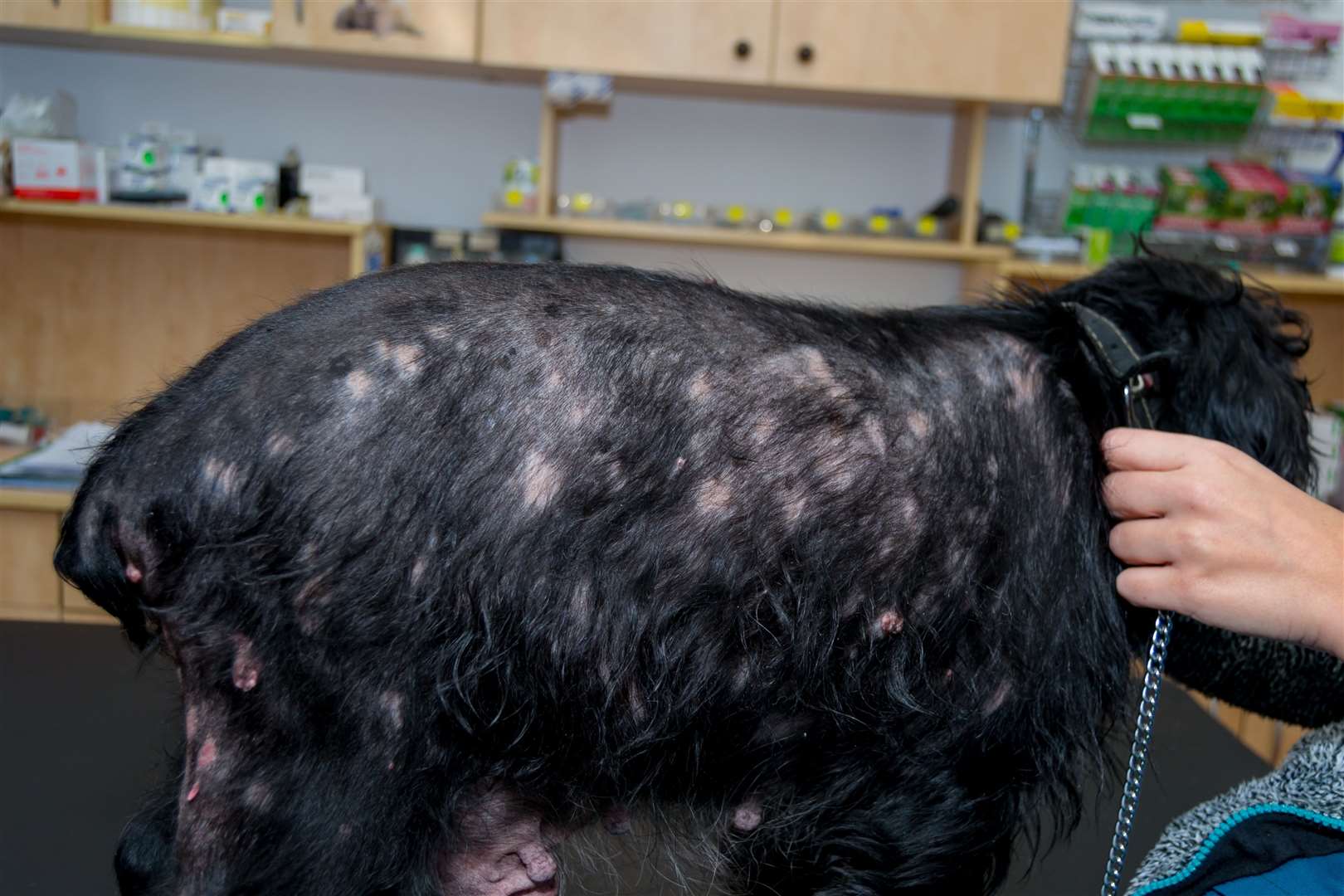 Atopic dermatitis on a cocker spaniel. Photo: istock/Todorean Gabriel
