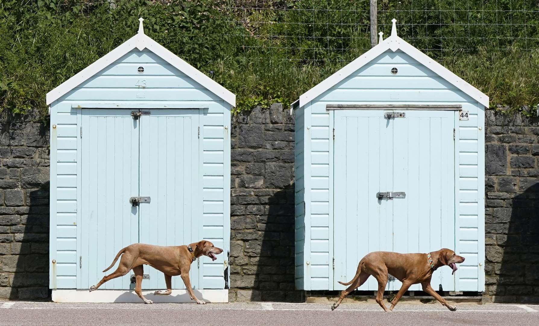 Much further south, all creatures great and small seemed to enjoy the warm spell on Bournemouth beach (Andrew Matthews/PA)