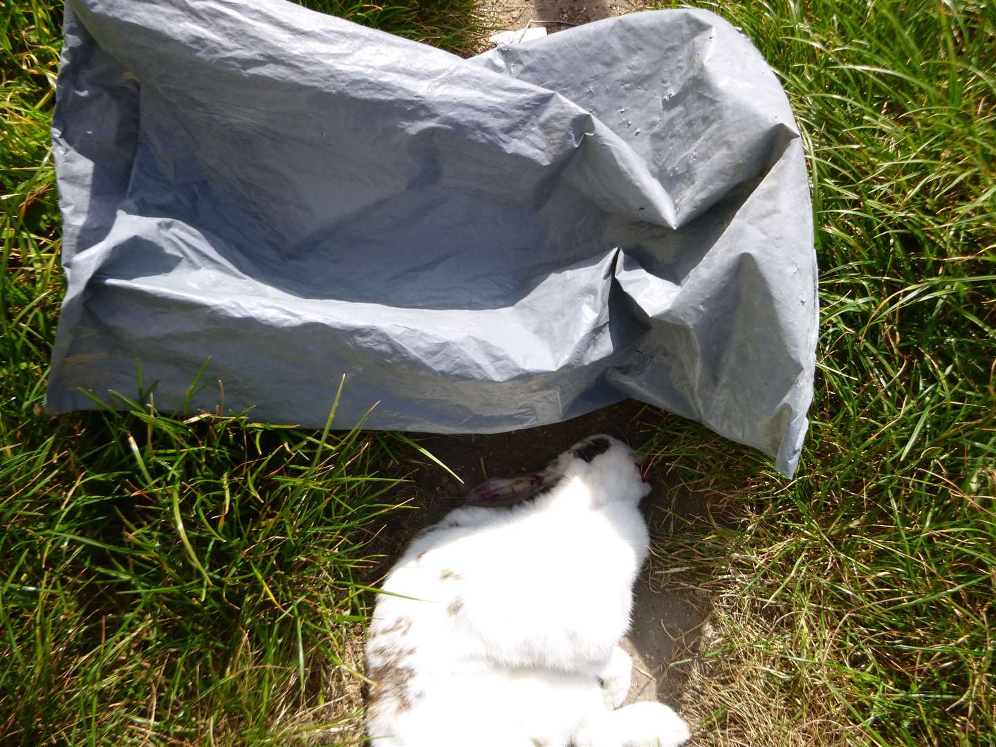 The bodies of a ferret and rabbit were found dumped on the verge in Wouldham. Picture: RSPCA