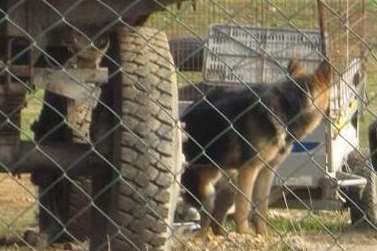 Max was rescued from Romania after he was found chained up with injured legs