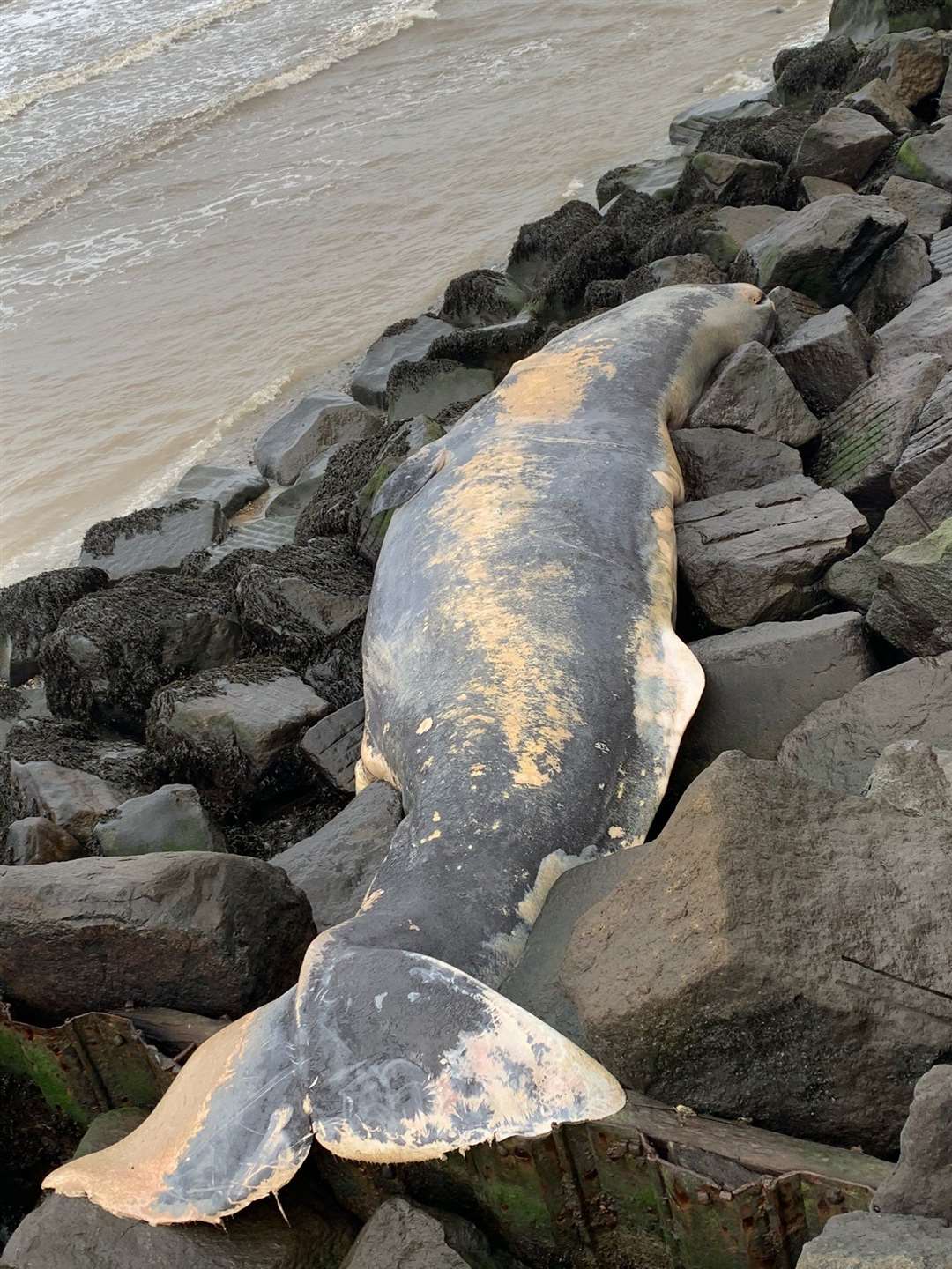 The sperm whale washed up dead at Sheringham (Jason Tooke/PA)