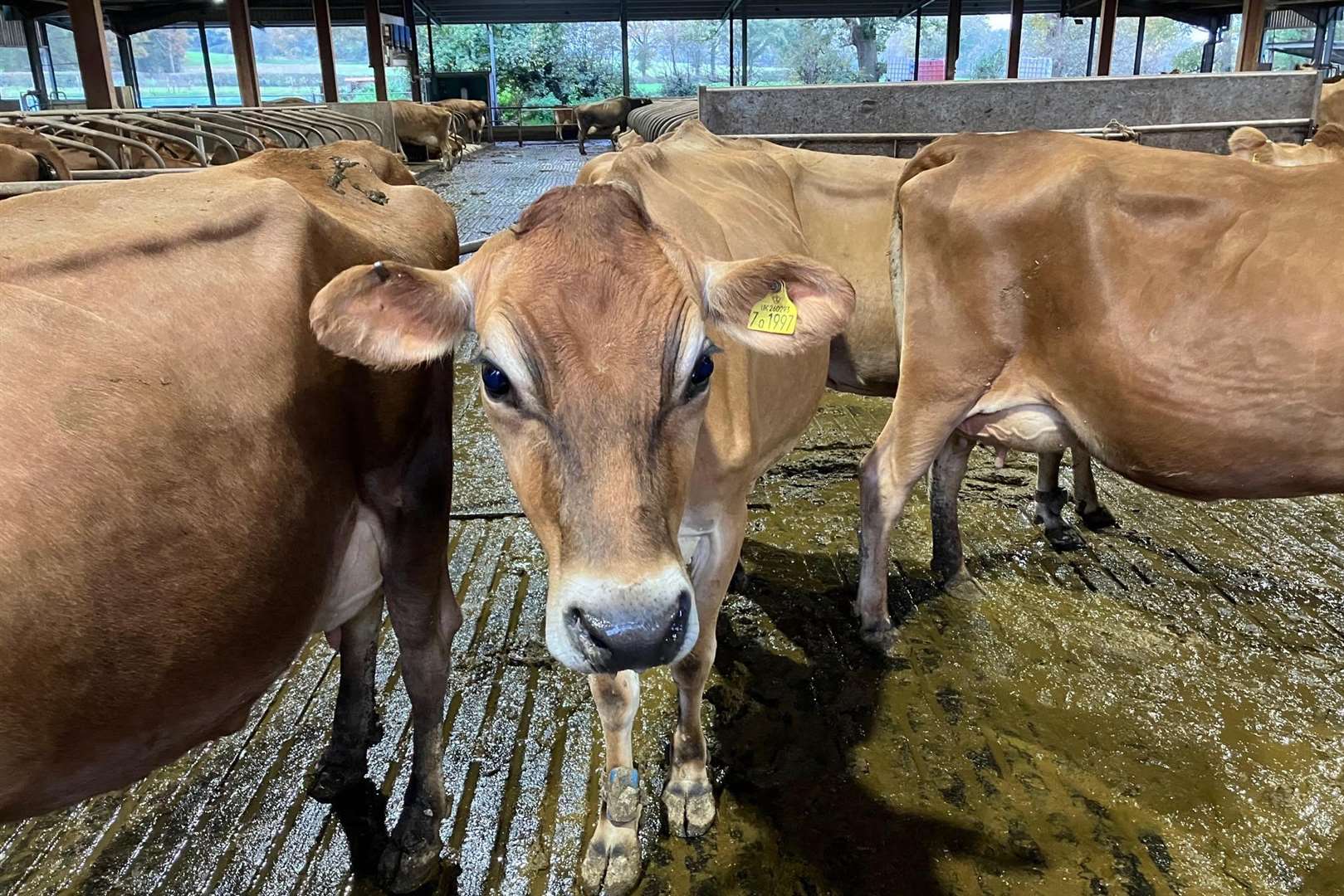 A pedigree Jersey cow at White House Farm, Biddenden