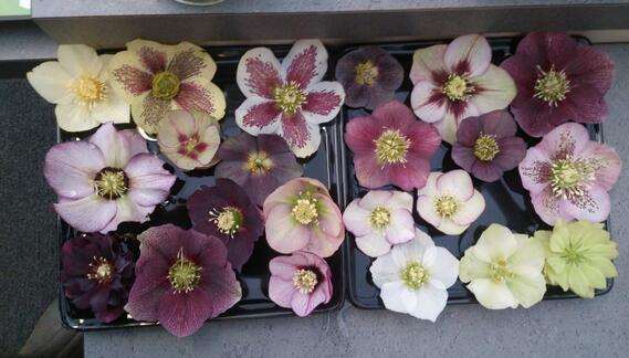 Hellebore display