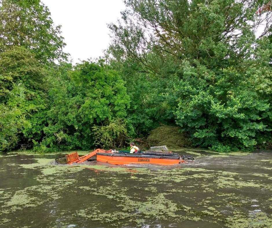 Issues have been caused by invasive water fern, Azolla filiculoides, in sections of the Royal Military Canal. Photo: FHDC