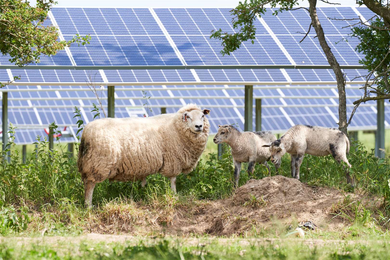 Nearly 30 sheep were killed in a dog attack in Teynham, near Sittingbourne. Picture: Stock