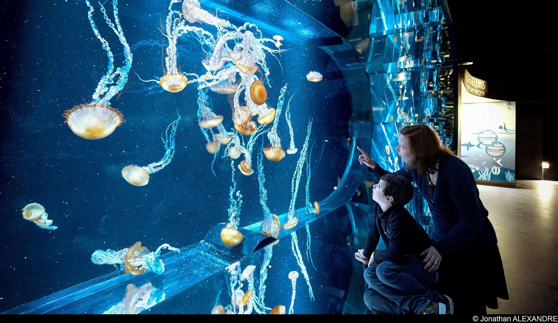Jellyfish at NAUSICAA sea-life centre (5830973)