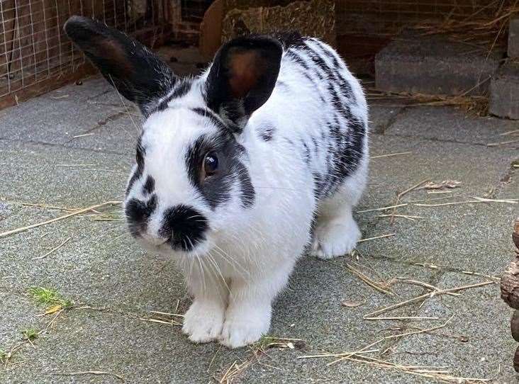 RSPCA helps 96 rabbits find forever homes in Kent