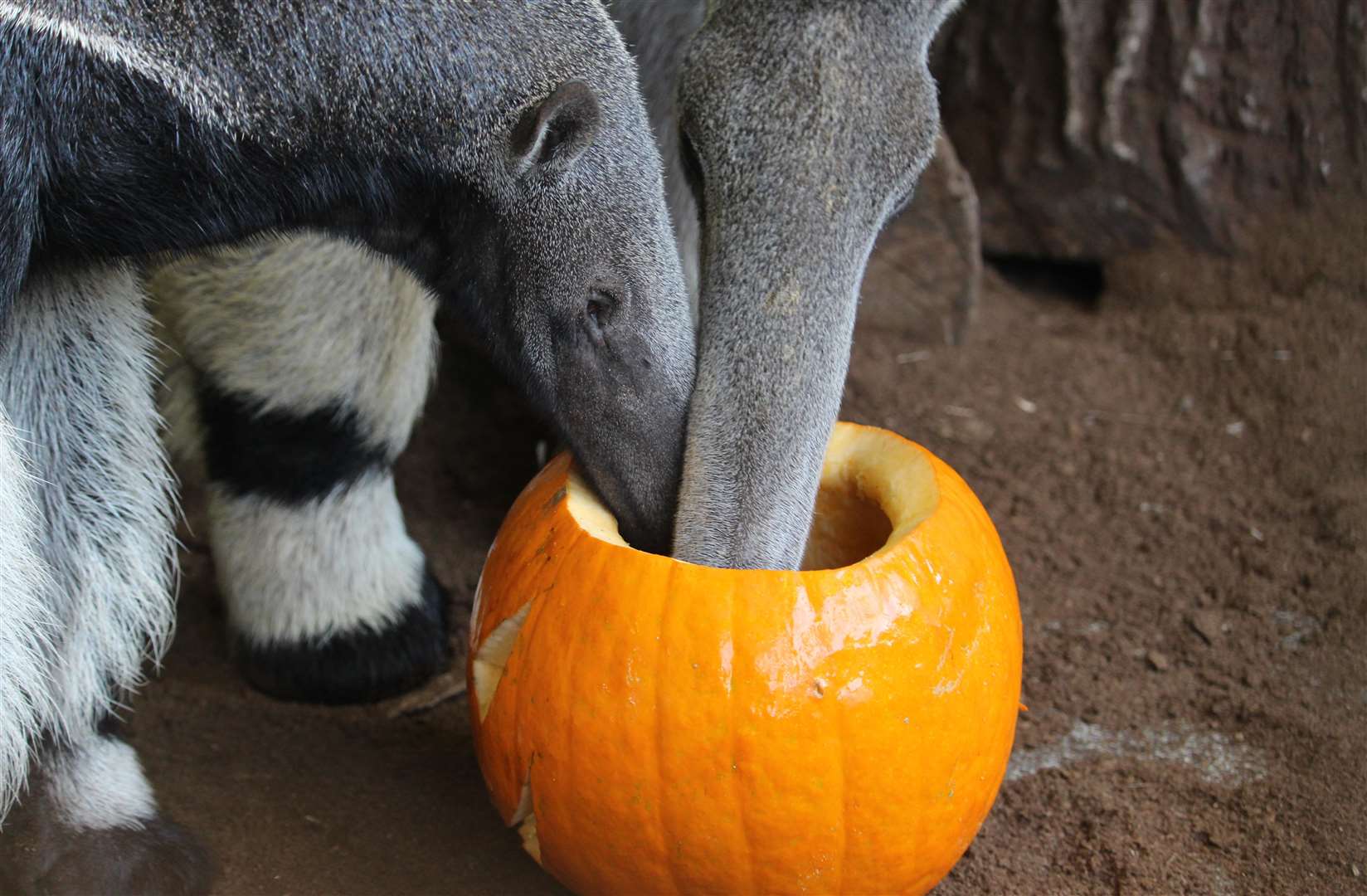 The giant anteaters try their treats at Howletts Wild Animal Park