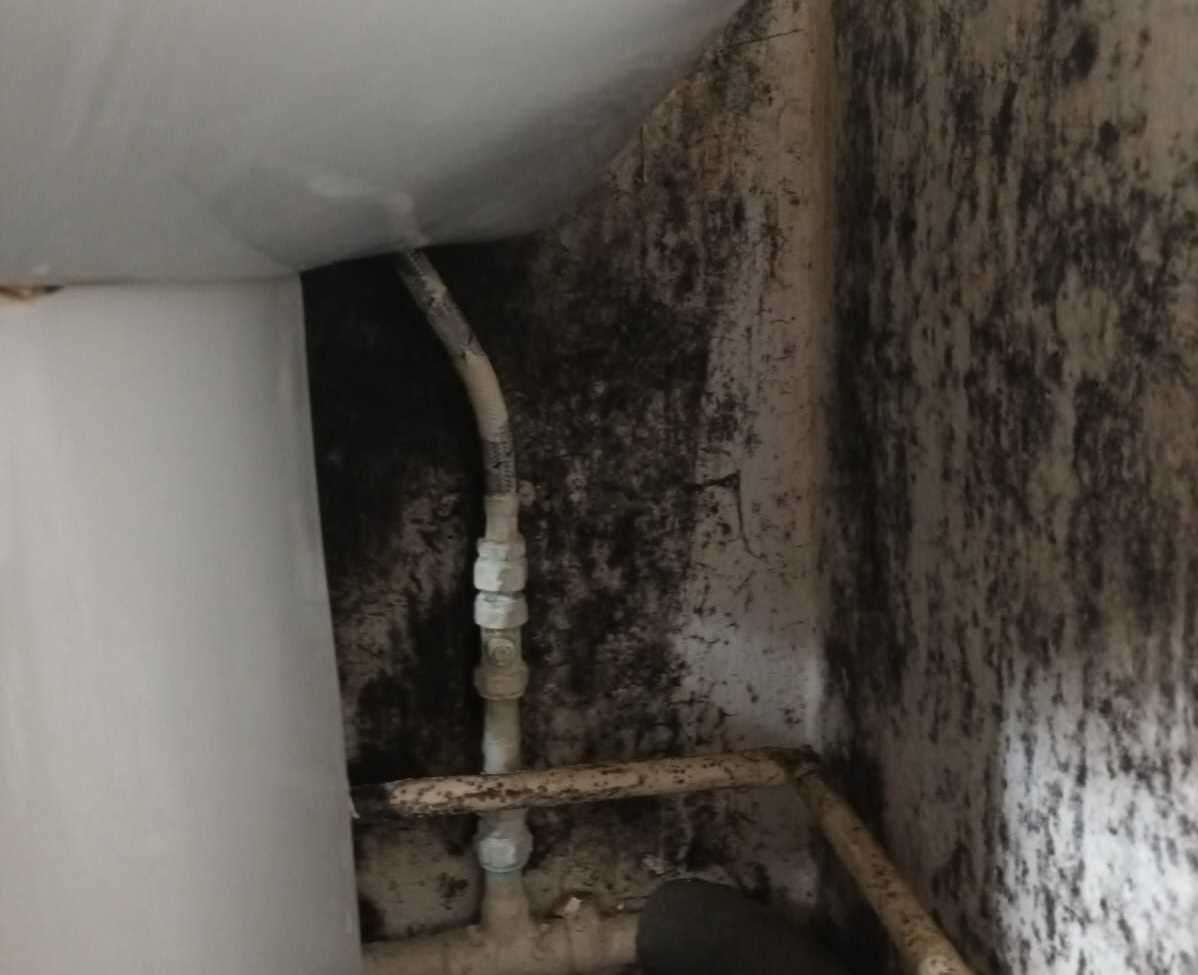 Mould on the wall of the bathroom. Picture: Emily Cave