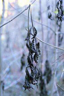 Ash dieback