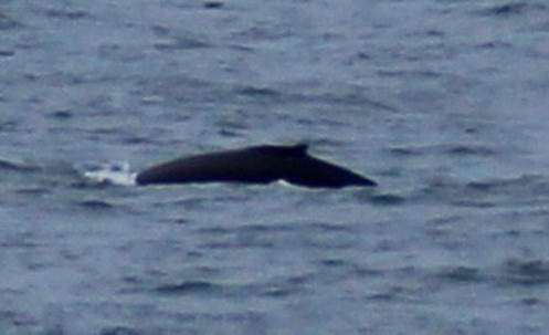 Humpback Whale spotted near Dover