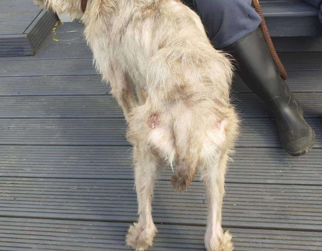 He is only two-years-old. Picture: Swale council's stray dog service