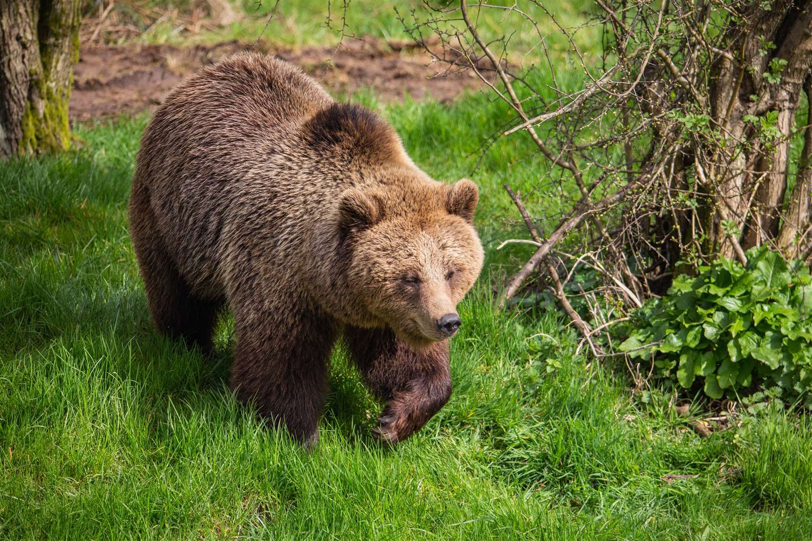 (Zoological Society of London/Whipsnade Zoo)