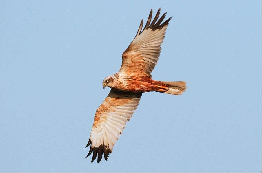 Spot rare bird species at the Sheerness nature park. Picture: Elmley Nature Reserve